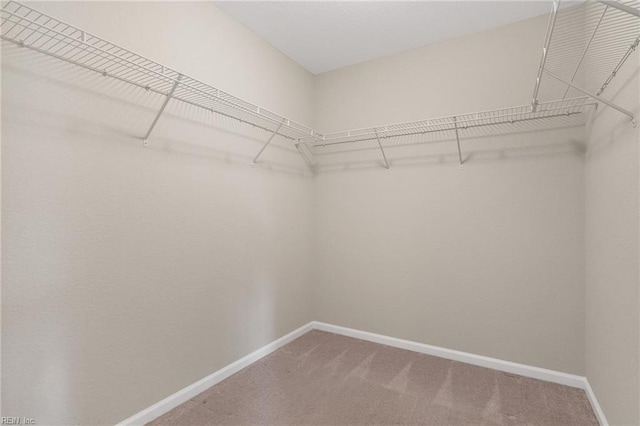 spacious closet featuring carpet floors