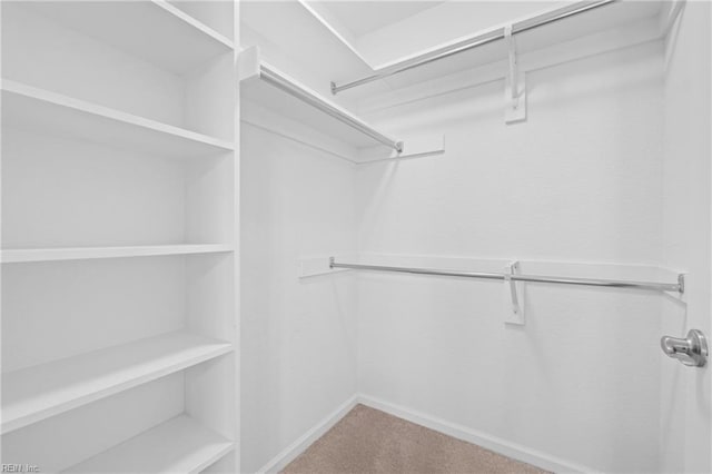 spacious closet featuring carpet floors