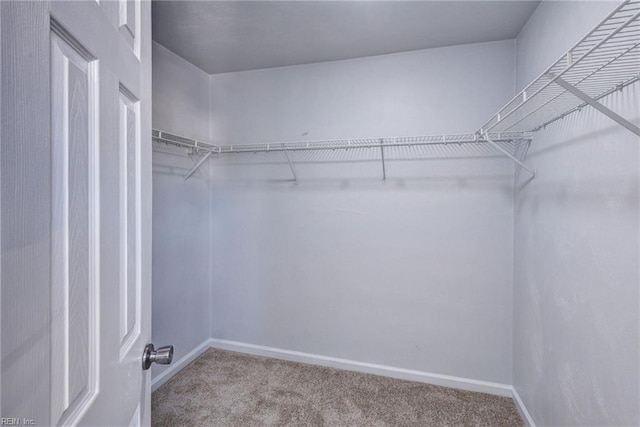 walk in closet featuring carpet floors