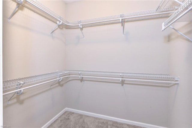 walk in closet featuring carpet flooring