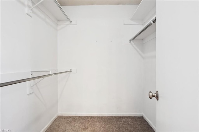 walk in closet with carpet flooring