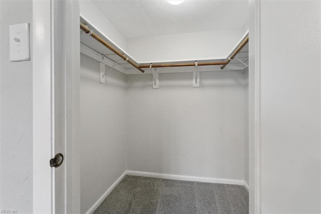 spacious closet featuring carpet flooring