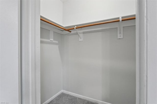 walk in closet featuring carpet flooring