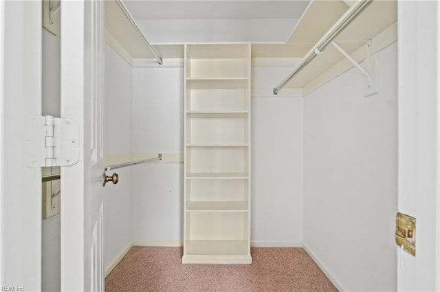 walk in closet with carpet flooring