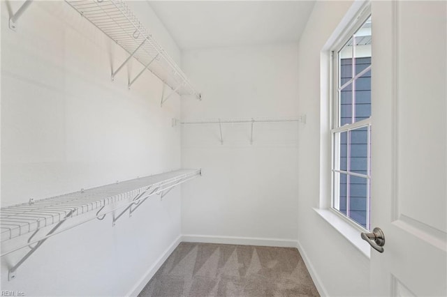 walk in closet featuring carpet floors