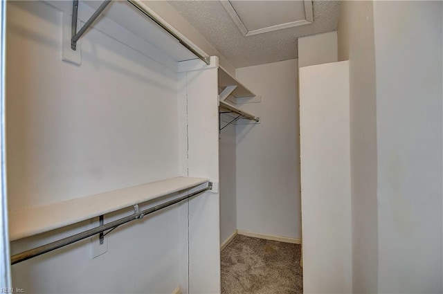 spacious closet featuring carpet