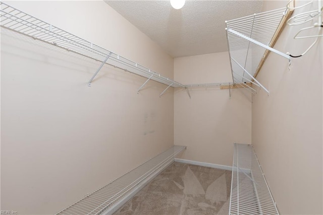 spacious closet featuring carpet flooring