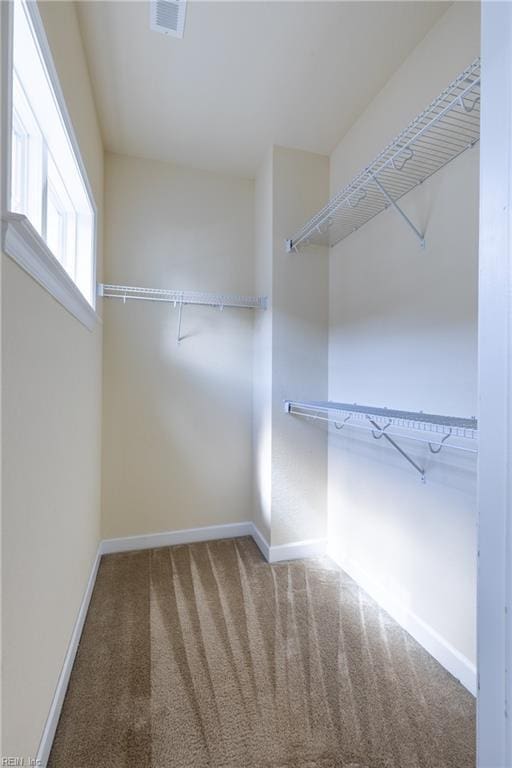 walk in closet with visible vents and carpet flooring