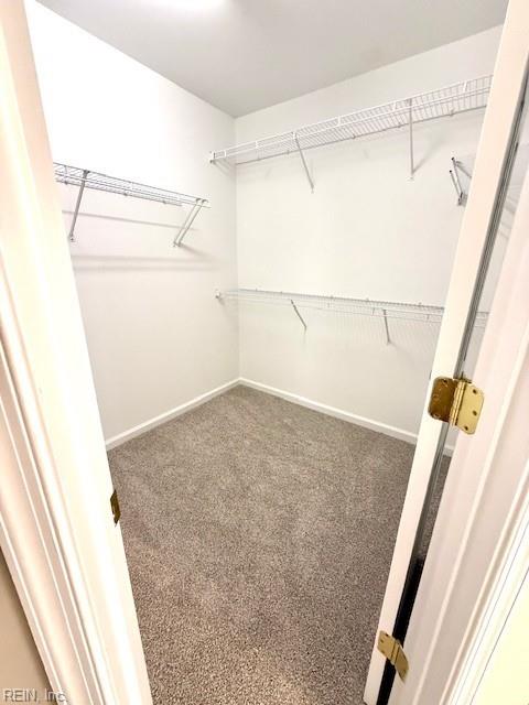 walk in closet with carpet flooring