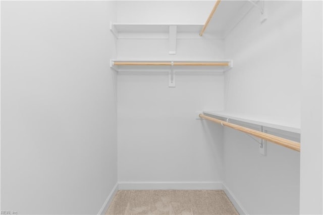 spacious closet featuring carpet flooring