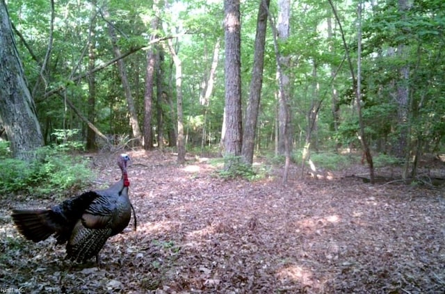 view of local wilderness with a wooded view