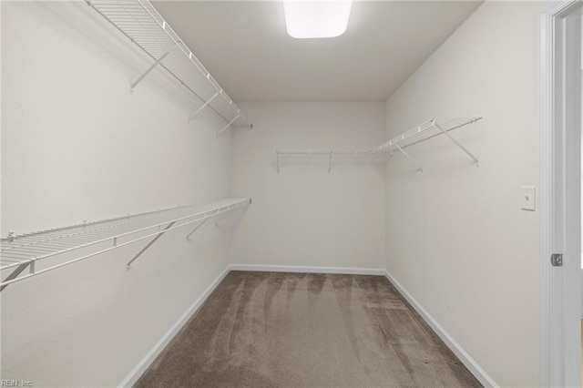 spacious closet with carpet flooring