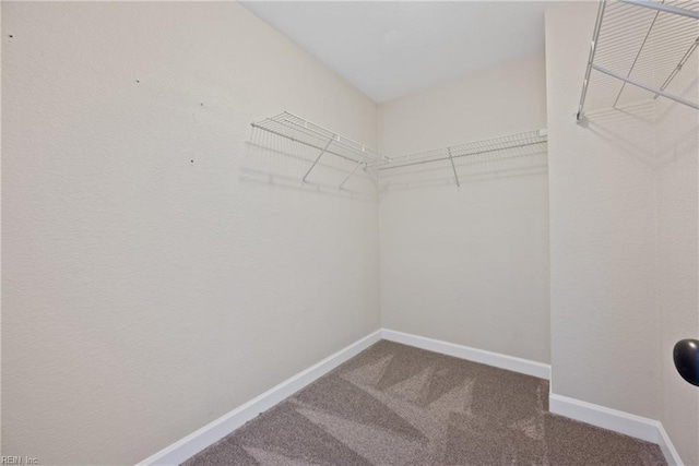 walk in closet featuring carpet