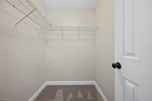 spacious closet featuring carpet floors