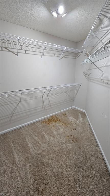 walk in closet with carpet flooring