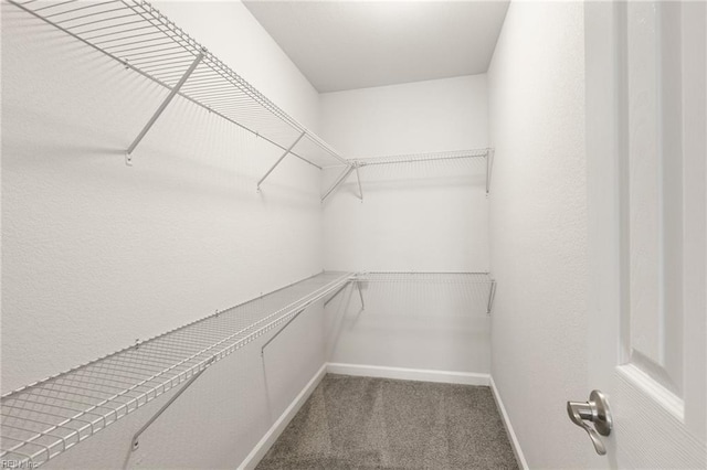 walk in closet featuring carpet floors