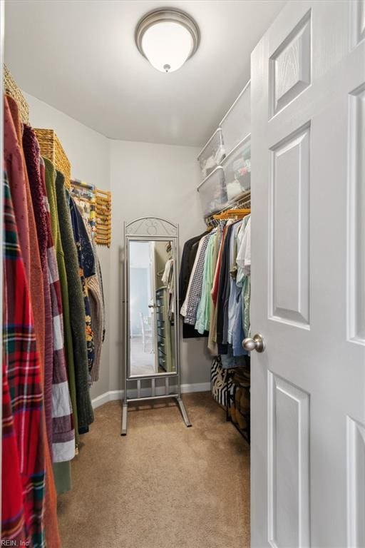 spacious closet featuring carpet flooring