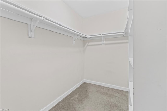 walk in closet with carpet floors