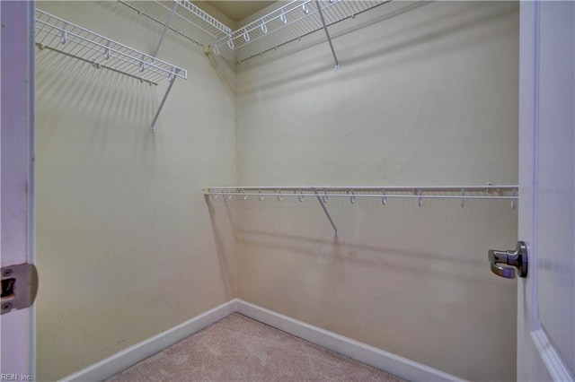 spacious closet featuring carpet