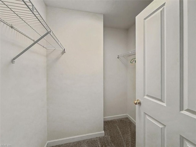 walk in closet featuring carpet flooring