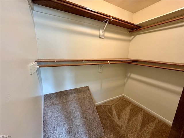 walk in closet featuring carpet flooring