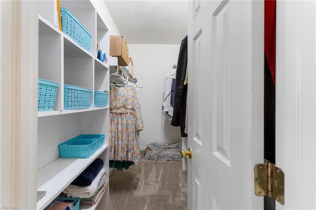 walk in closet with carpet