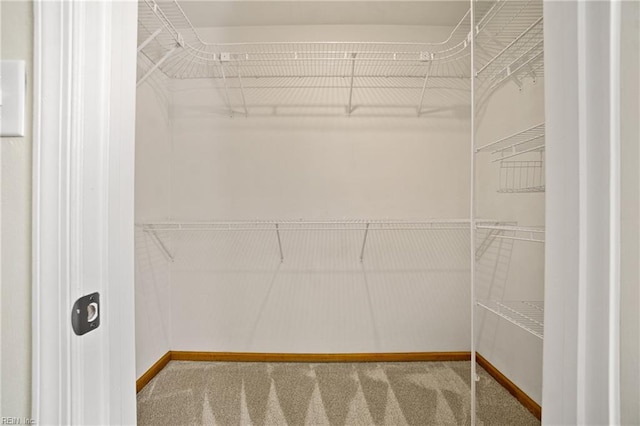 spacious closet featuring carpet