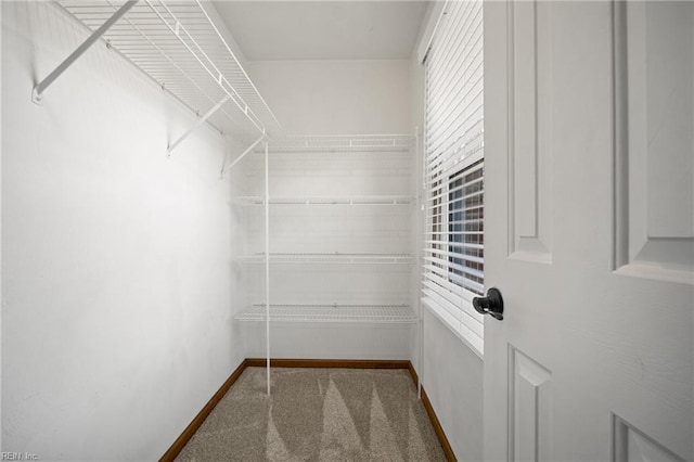 walk in closet featuring carpet flooring