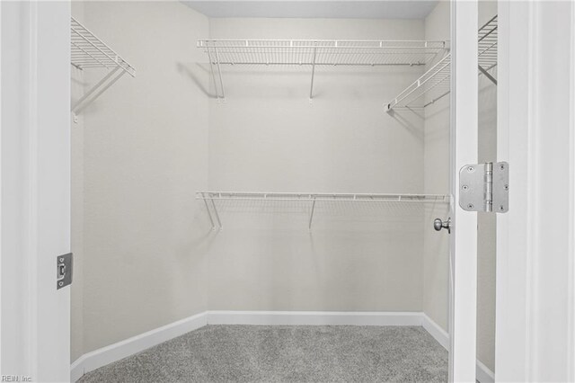 spacious closet with carpet flooring