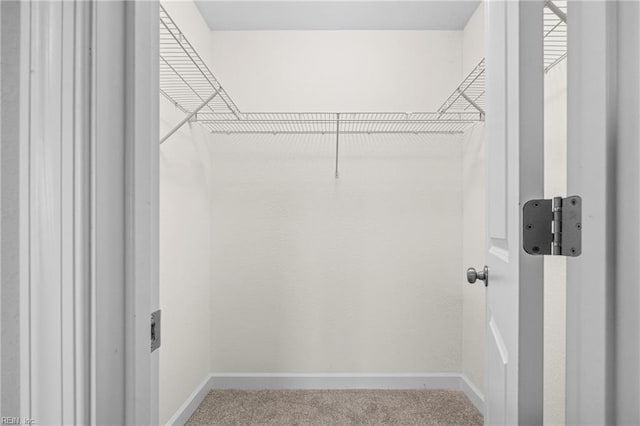 spacious closet featuring carpet