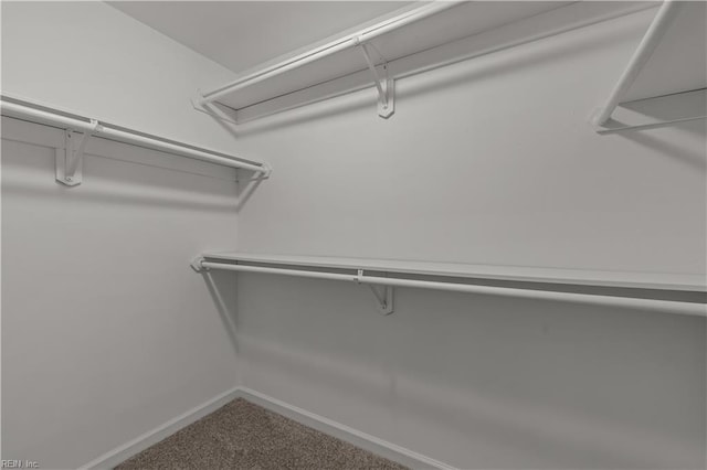 spacious closet featuring carpet