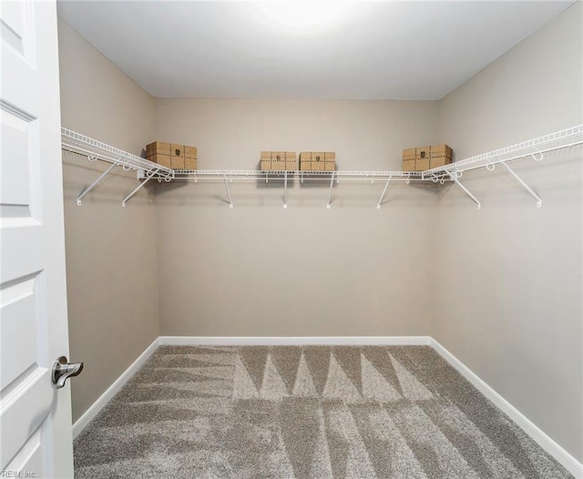 walk in closet featuring carpet floors