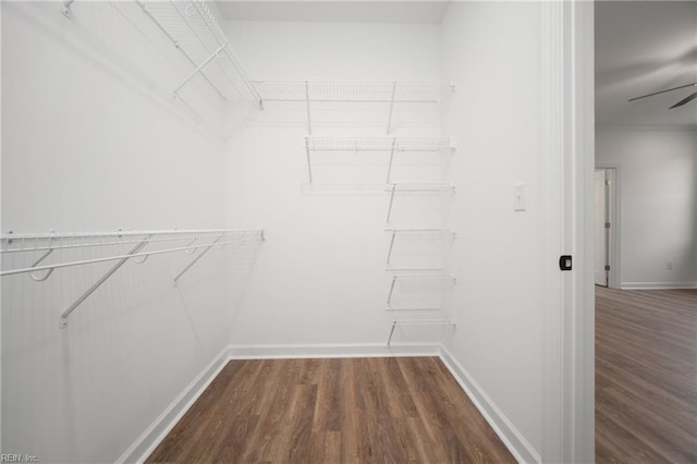 walk in closet with dark wood finished floors