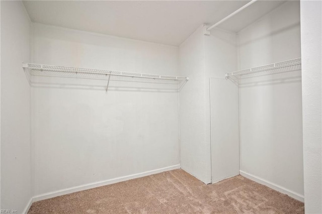 spacious closet featuring carpet flooring