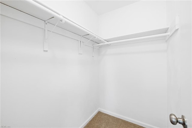 walk in closet featuring carpet flooring