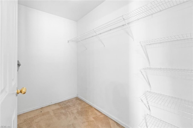 spacious closet featuring carpet flooring