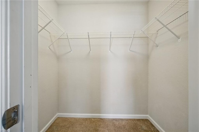 walk in closet featuring carpet floors