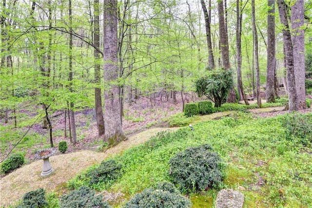 view of yard with a wooded view