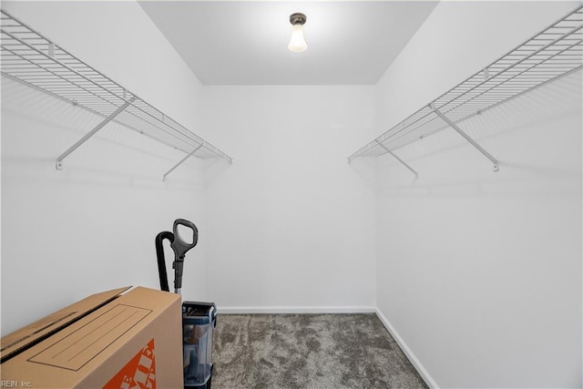 walk in closet with carpet flooring