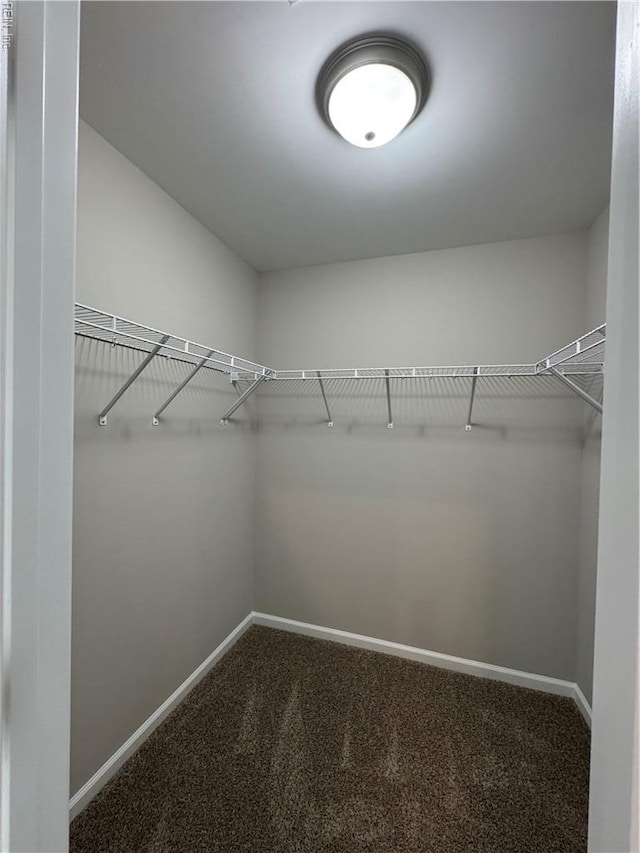 walk in closet featuring carpet floors