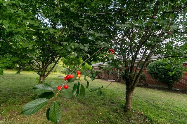 101 Stadium Dr, Chesapeake, VA 23322 - view of green lawn