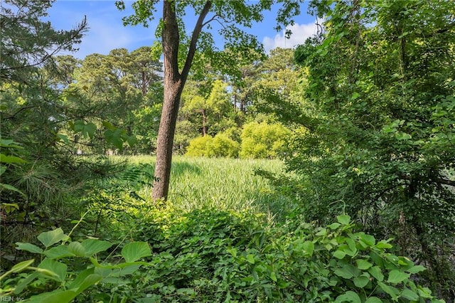 8248 Andrew Ln, Norfolk, VA 23505 - view of local wilderness