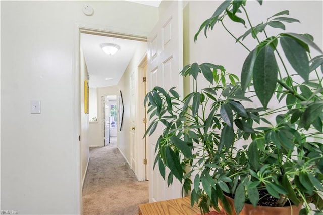 164 Corwin Cir, Hampton, VA 23666 - hallway with light carpet