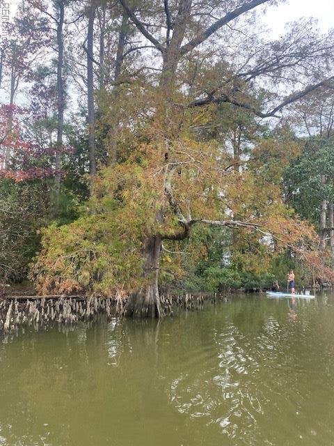 339 Neck O Land Rd, Williamsburg, VA 23185