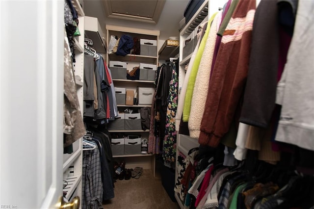 108 Sunrise Bluff Ct, Smithfield, VA 23430 - walk in closet featuring carpet floors and attic access