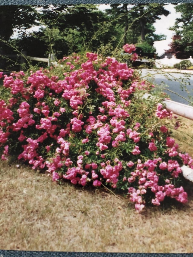 99 Heritage Ln, Chatham, MA 02633 - exterior view
