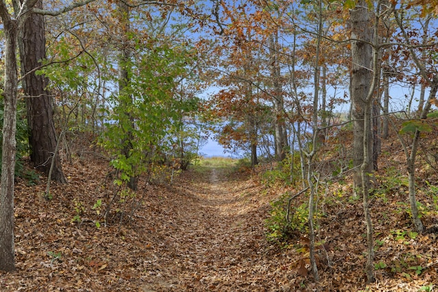 view of local wilderness