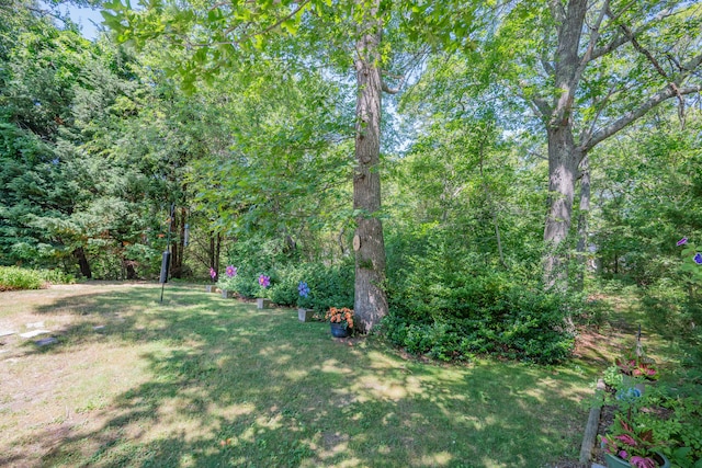 181 Stony Brook Rd, Brewster, MA 02631 - view of green lawn