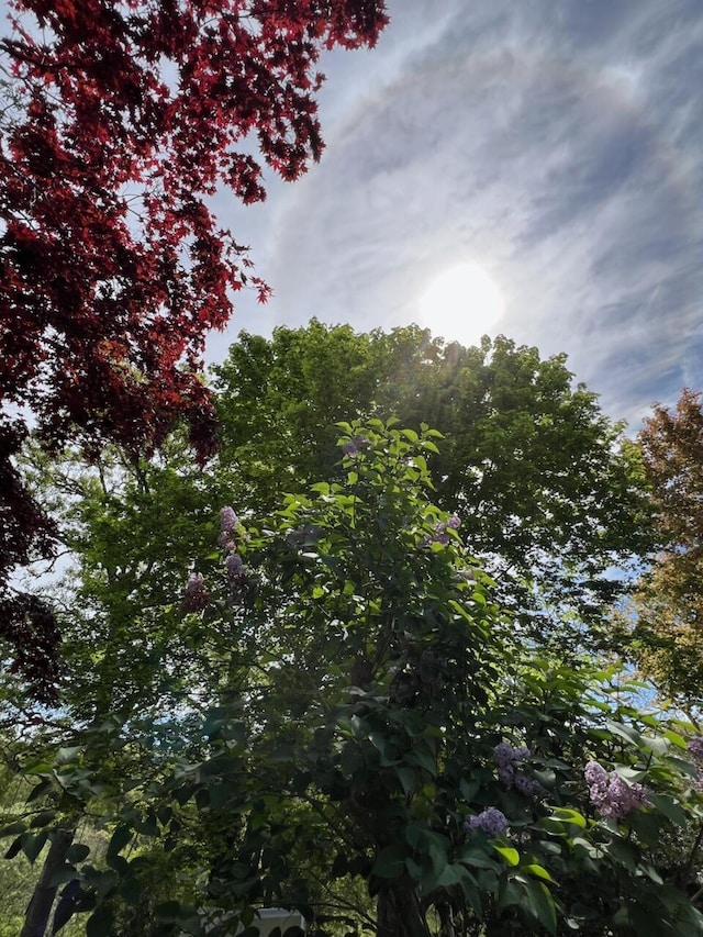 114 Stoney Cliff Rd, Centerville, MA 02632 - view of undeveloped land