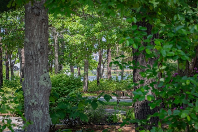 64 Manitoba Rd, Mashpee, MA 02649 - view of local wilderness